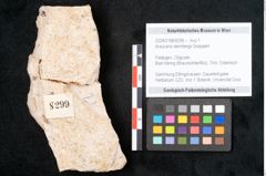Foto (Objekt + Etikett) von Araucaria sternbergii Goeppert (NHMW-GEO-2024-0188-8299)